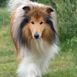 Rough Collie - Photo 2