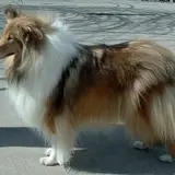 Rough Collie - Photo 5