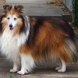 Shetland Sheepdog - Photo 5