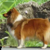Shetland Sheepdog - Foto 5