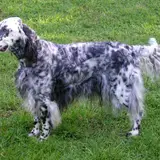 English Setter - Photo 4
