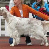 English Setter - Photo 5