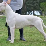 Dogue Argentin - Photo 2