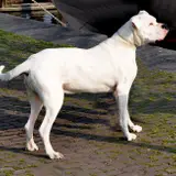 Dogue Argentin - Photo 4