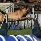 Belgian Malinois - Photo 4