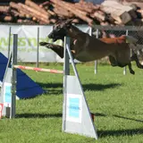 Belgian Malinois - Photo 5