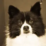 Spitz alemán - Foto 4