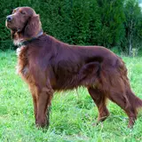 Setter Irlandese Rosso - Foto 3
