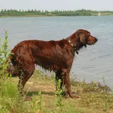 Setter Irlandese Rosso - Foto 4
