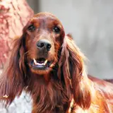 Setter Irlandese Rosso - Foto 5
