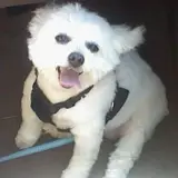 Maltipoo - Photo 5