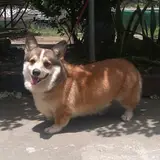 Pembroke Welsh Corgi - Photo 4