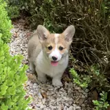 Pembroke Welsh Corgi - Photo 5