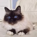 Birman - Photo 4
