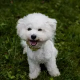 Bichon Frise - Photo 2