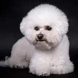 Bichon Frise - Photo 3
