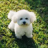 Bichon Frise - Photo 4