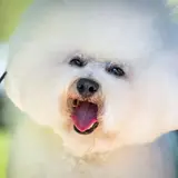 Bichon Frise - Photo 5