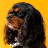 King Charles Spaniel - Photo 2