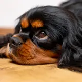 King Charles Spaniel - Photo 4