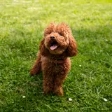Poodle - Photo 4