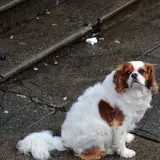 King Charles Spaniel - Photo 5
