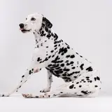 Dalmatiner - Foto 4