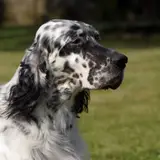 Setter inglés - Foto 4