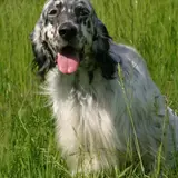 Setter inglés - Foto 5