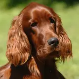Irish Red Setter - Foto 5