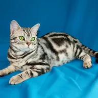 American Shorthair