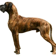 Dogue Allemand