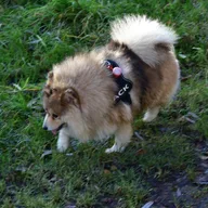 Pomsky