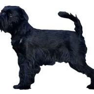 Griffon Belge