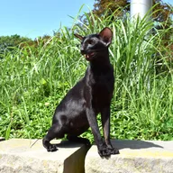 Oriental Shorthair