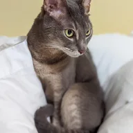 Cornish Rex