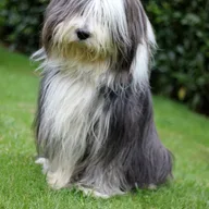 Bearded Collie