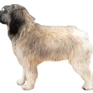 Berger Catalan