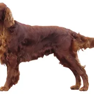 Setter Irlandês Vermelho
