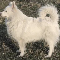 Spitz Allemand