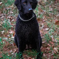 Curly Coated Retriever