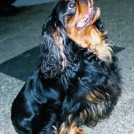 King Charles Spaniel