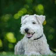 Lakeland Terrier