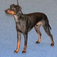 Terrier de Manchester