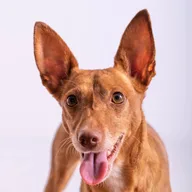 Podenco Canario