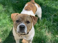 American Staffordshire Terrier