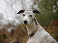 Whippet