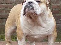 Bulldog Inglês