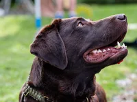 Labrador retriever