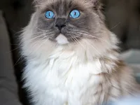 Ragdoll